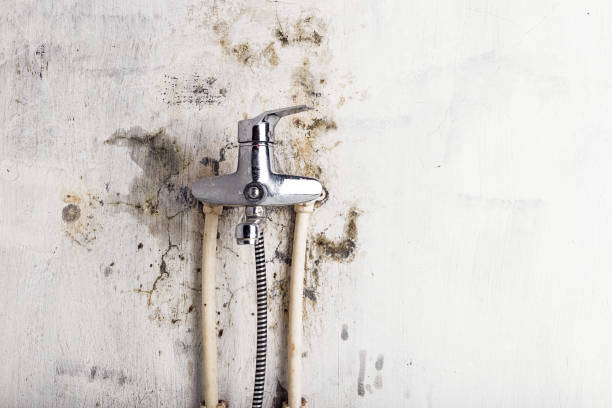 Reliable Sulphur Springs, TX Mold Removal Solutions