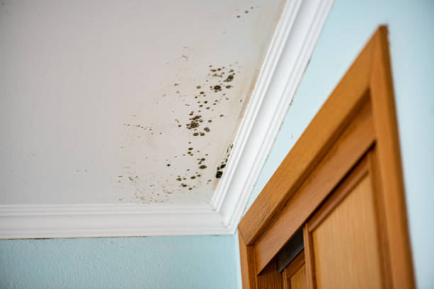 Best Crawl Space Mold Removal  in Sulphur Springs, TX