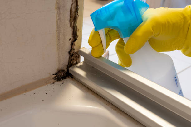 Mold Removal and Inspection in Sulphur Springs, TX