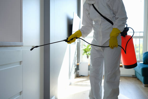Best Black Mold Removal  in Sulphur Springs, TX