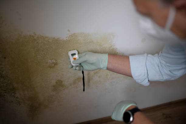 Best Mold Testing  in Sulphur Springs, TX