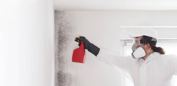 Office Mold Removal Services in Sulphur Springs, TX