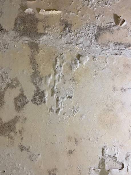 Best Affordable Mold Removal  in Sulphur Springs, TX