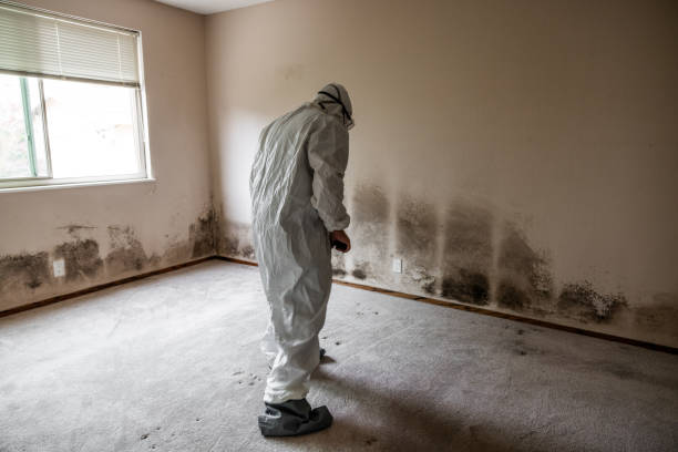 Best Professional Mold Removal  in Sulphur Springs, TX