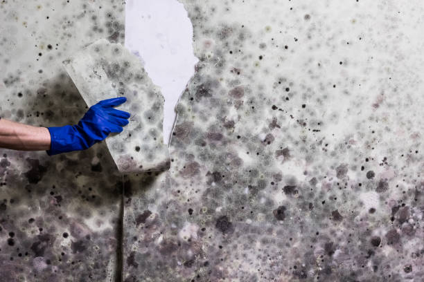 Best Residential Mold Removal  in Sulphur Springs, TX